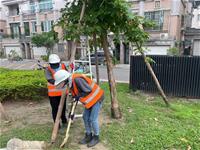 相關圖片：[圖一] 鳳山綠園道樹木加固以因應天兔颱風。