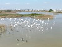 [圖四] 茄萣濕地冬候鳥　高雄市茄萣區觀光發展協會攝。