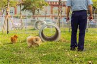 相關圖片：[圖5] 彌陀公園是全家大小與毛孩共享美好時光的新選擇。