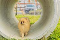 相關圖片：[圖9] 新設的寵物活動區依犬隻體型分為大小犬活動空間。