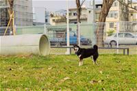 相關圖片：[圖3] 寵物活動區配備涵洞、獨木橋、休憩座椅等設施。