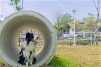 相關圖片：[圖12] 新設的寵物活動區依犬隻體型分為大小犬活動空間。