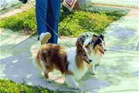 相關圖片：[圖4] 公園處提醒，民眾進出公園時應為寵物繫妥牽繩。
