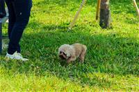 相關圖片：[圖2] 市府持續推動友善動物政策，今年已陸續設立多處寵物活動區。