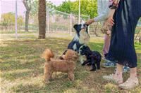 相關圖片：[圖9] 公園處提醒，民眾進出公園時應為寵物繫妥牽繩。