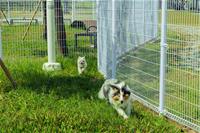 相關圖片：[圖6] 市府持續推動友善動物政策，今年已陸續設立多處寵物活動區。
