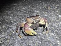 [圖1] 夏季夜晚，兇狠圓軸蟹媽媽會回到大海釋幼，會經過對人類來說安全平坦的馬路，但對牠們來說可是危機重重。